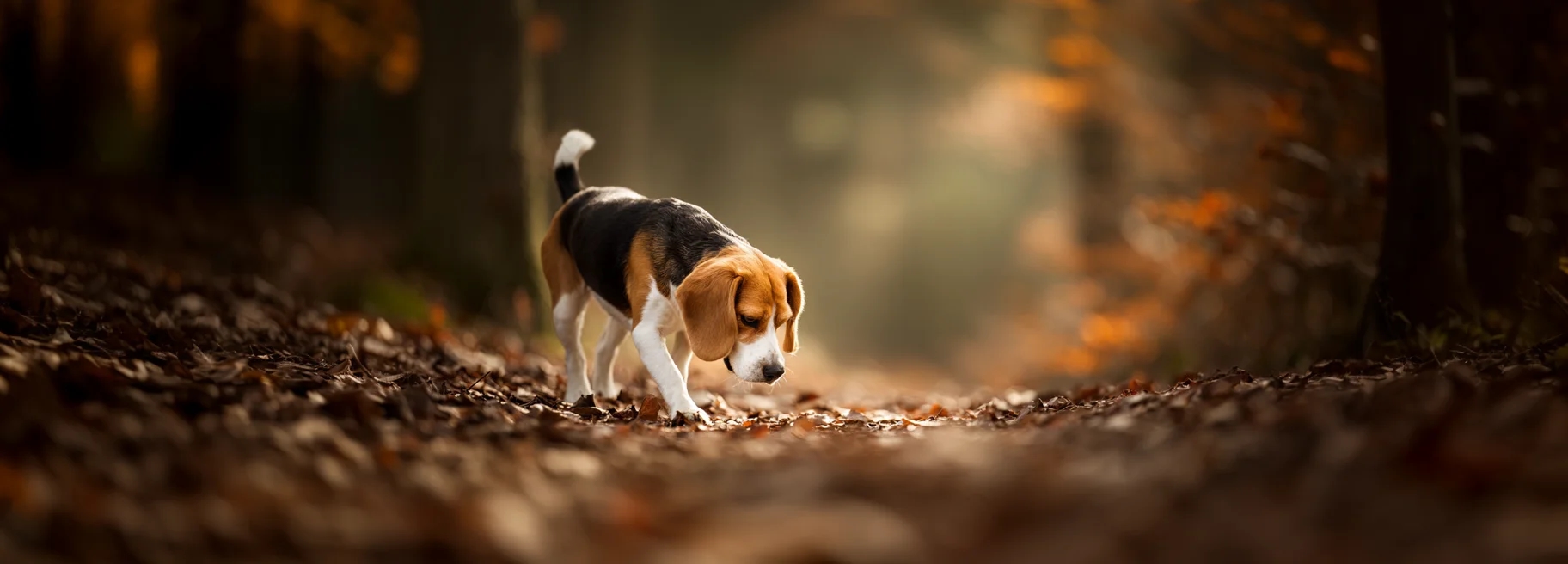 Beagle