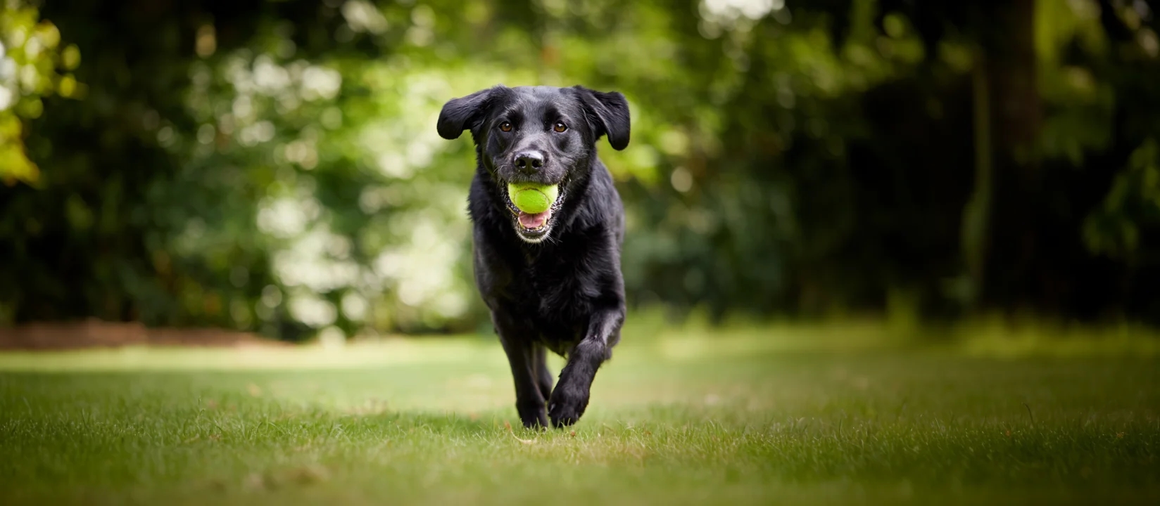 Labrador Retriever