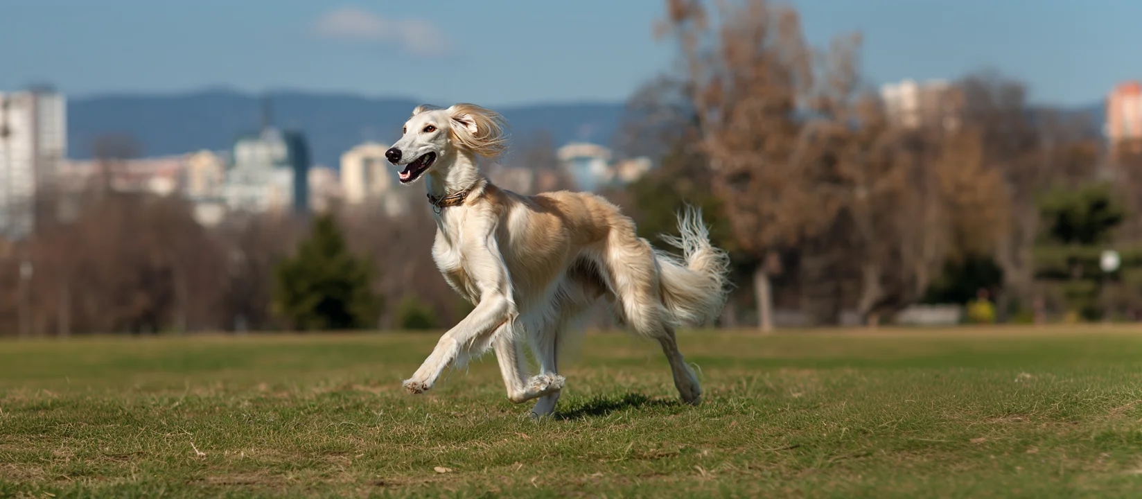 Saluki