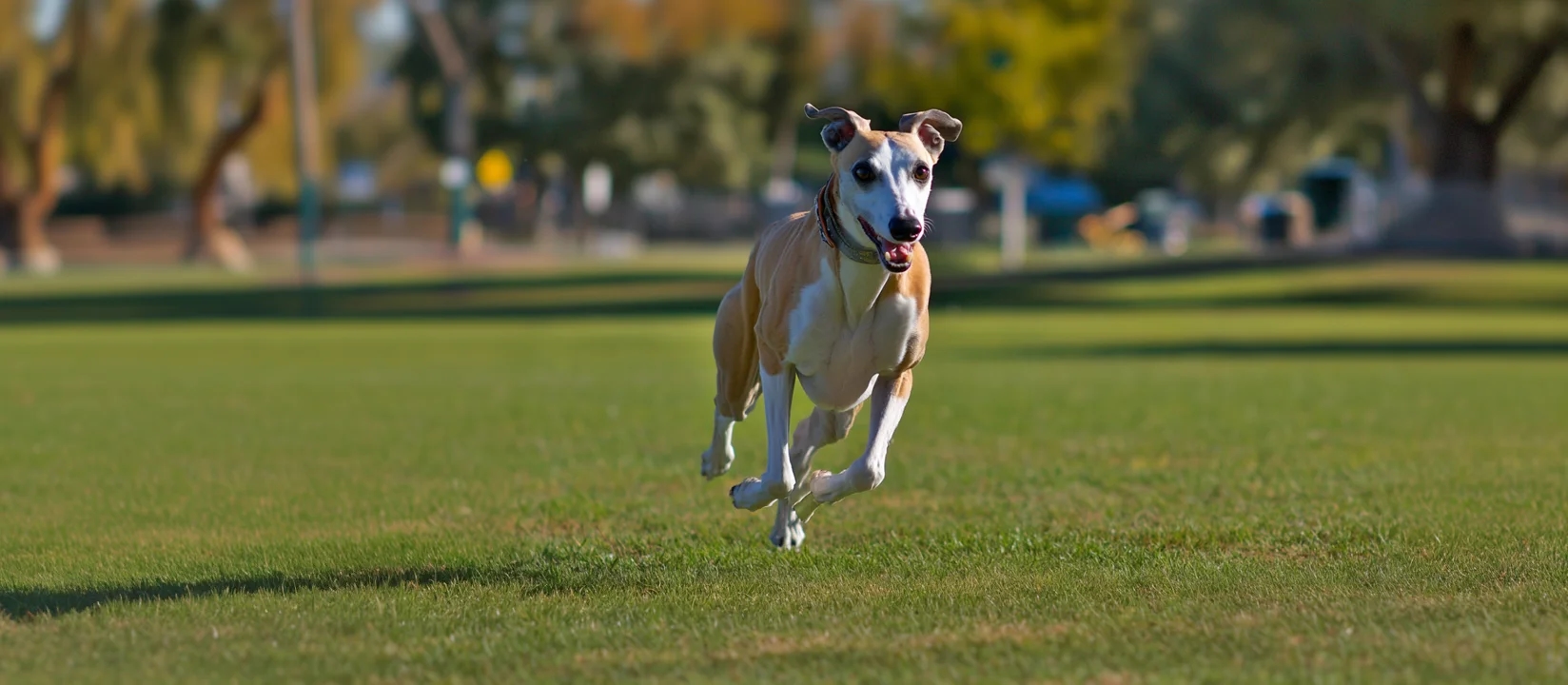 Whippet