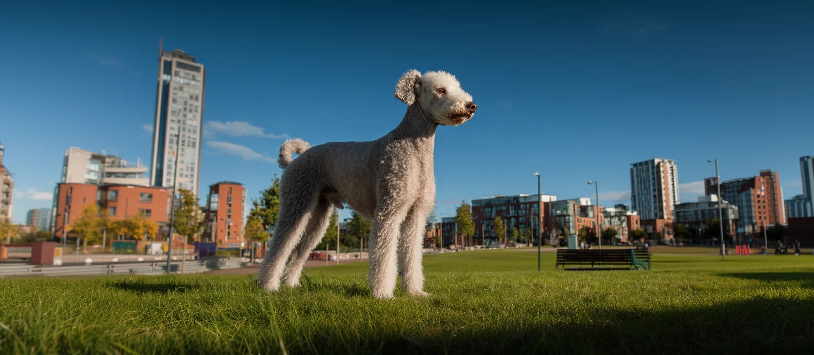 Bedlington Terrier